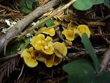 Xeromphalina cauticinalis image