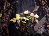 Xeromphalina cauticinalis image