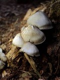 Mycena maculata image