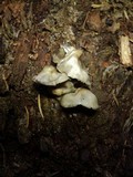 Mycena maculata image