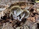 Mycena maculata image