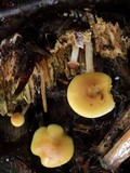 Hypholoma capnoides image