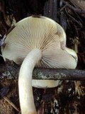 Hypholoma capnoides image
