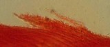 Mycena silvae-nigrae image