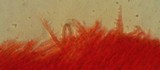 Mycena silvae-nigrae image