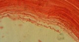 Mycena silvae-nigrae image
