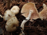 Clitocybe salmonilamella image