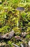 Mycena coracina image