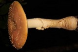 Amanita persicina image