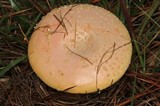 Amanita persicina image