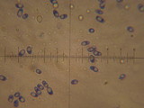 Clitocybe salmonilamella image