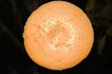 Amanita persicina image