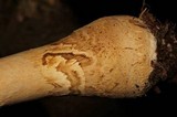 Amanita persicina image