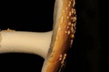 Amanita persicina image