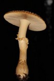 Amanita persicina image