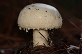 Amanita polypyramis image