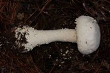 Amanita polypyramis image