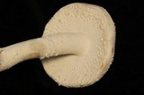 Amanita polypyramis image