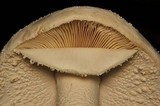 Amanita polypyramis image