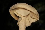 Amanita polypyramis image