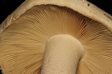 Amanita polypyramis image