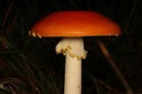 Amanita persicina image