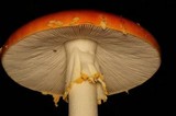 Amanita persicina image