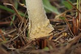 Amanita persicina image