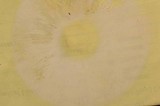 Amanita persicina image