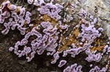 Chondrostereum purpureum image