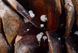 Strobilurus diminutivus image