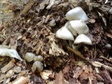 Mycena maculata image