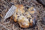 Cantharellus subalbidus image