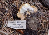 Cantharellus subalbidus image