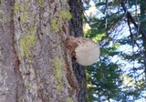 Fomitopsis officinalis image