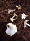 Polyporus leptocephalus image