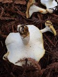Polyporus leptocephalus image