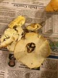 Polyporus leptocephalus image