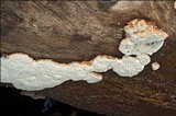 Leptoporus mollis image