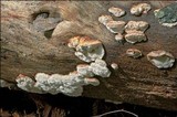 Leptoporus mollis image
