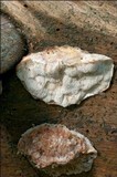 Leptoporus mollis image