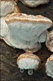 Leptoporus mollis image