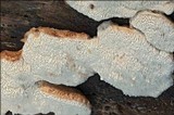 Leptoporus mollis image