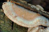 Leptoporus mollis image