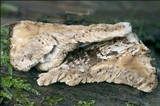 Leptoporus mollis image