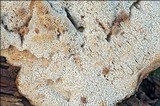 Leptoporus mollis image