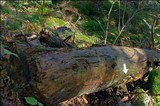 Leptoporus mollis image