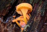 Chrysomphalina aurantiaca image