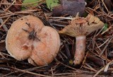 Lactarius rubrilacteus image