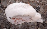 Leptoporus mollis image